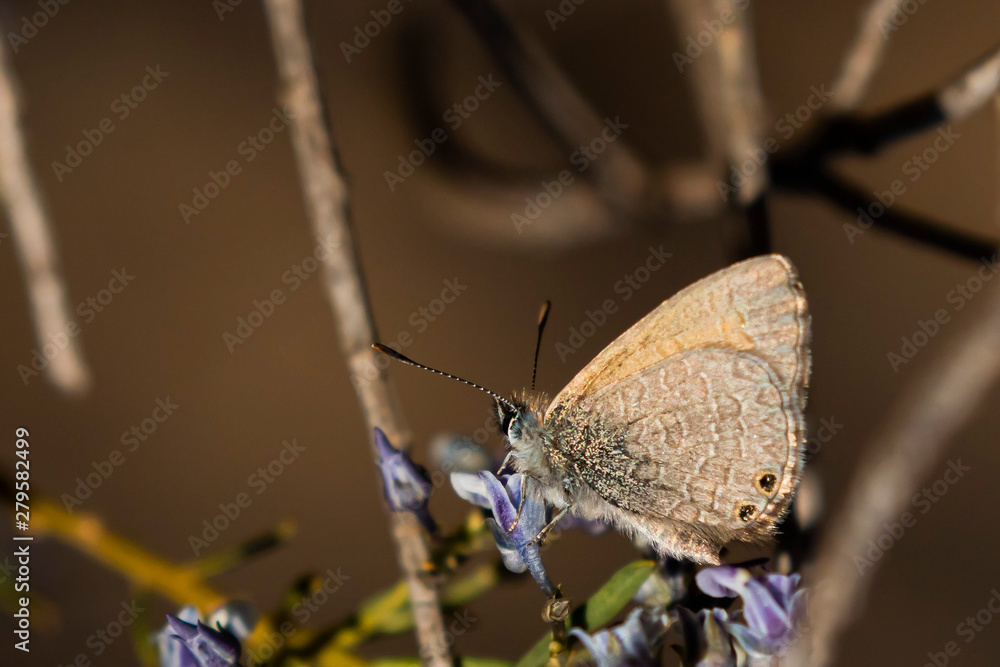 Obraz premium Common Grass-Blue Butterfly (Zizina otis). Walpeup, Victoria, Australia
