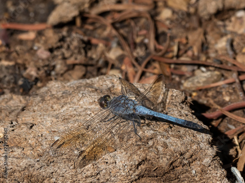 Blue Skimmer Dragonfly (Oethetrun caledonicum). Maree, South Australia, Australia