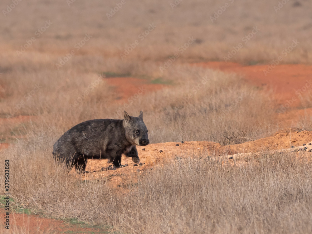 Southern Hairy-nosed Wombat (Lasiorhinus latifrons)