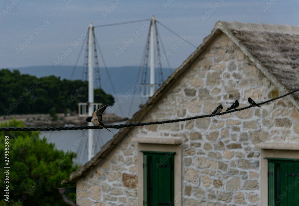 swallows sit on a power line with the sea in the background