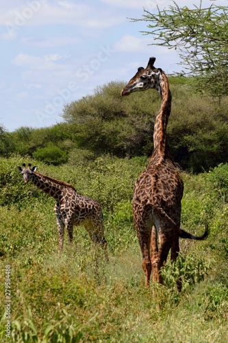 Photography Two giraffes