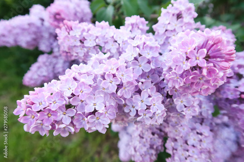 Spring blooming lilac. Lilac four and five petals flowers