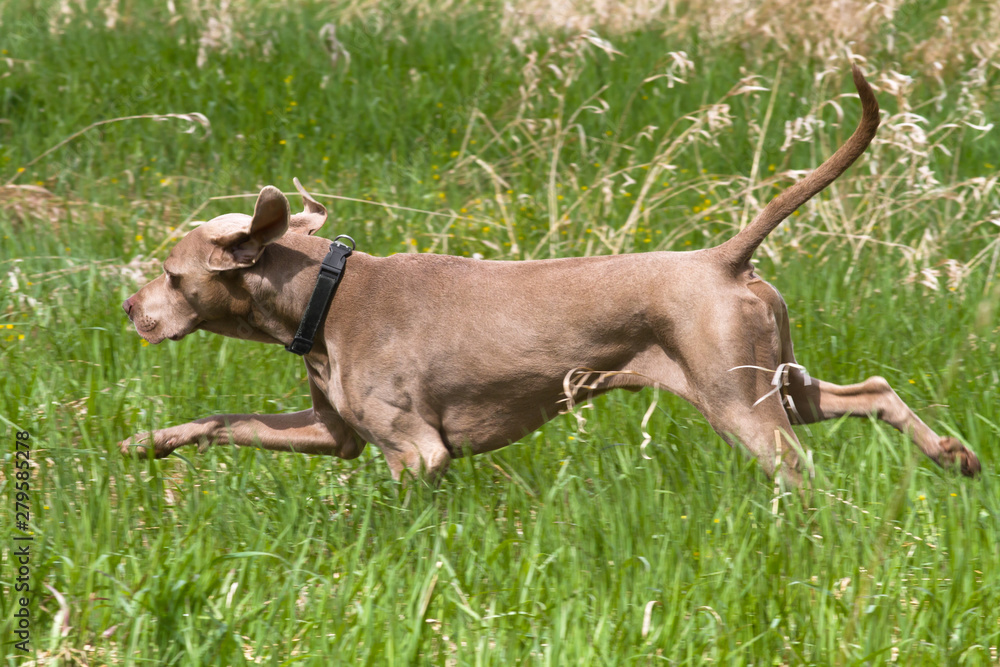 hungarian vyzhla running on the green grass in the meadow