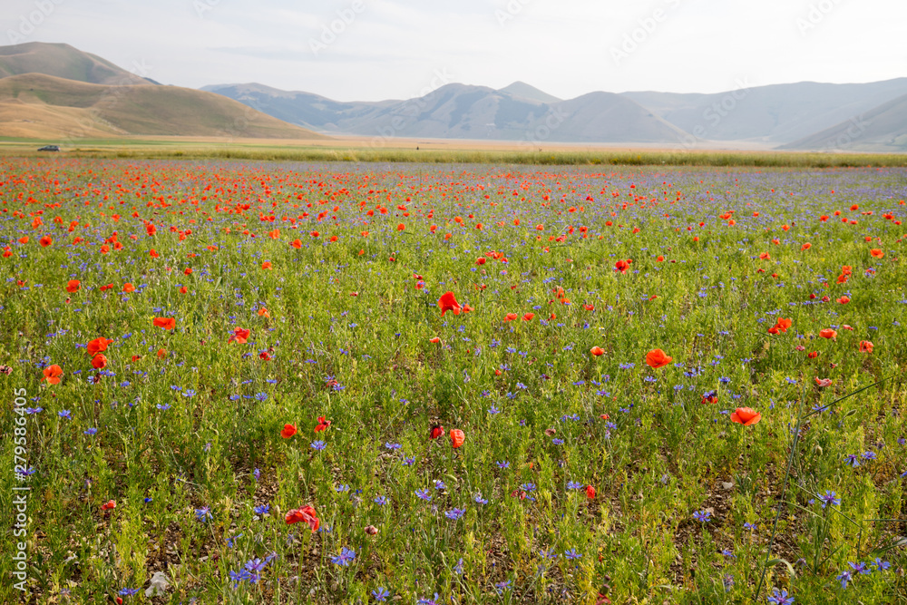 Wild flower fields in the plain of Castelluccio di Norcia. Apennines, Umbria, Italy
