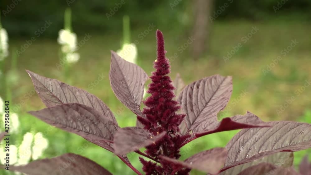 Cultivar amaranth with seeds (Amaranthus sp.) Cultivar amaranth with seeds (Amaranthus sp.)