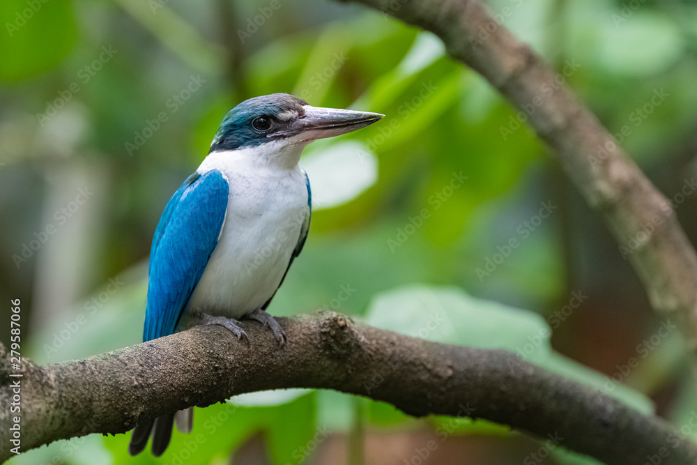 Collared Kingfisher, Todiramphus chloris, blue and white bird standing on a branch