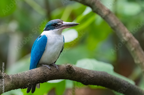 Collared Kingfisher, Todiramphus chloris, blue and white bird standing on a branch © Pascale Gueret