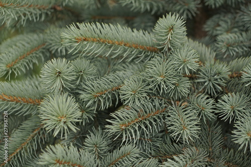 beautiful background with branches of blue spruce