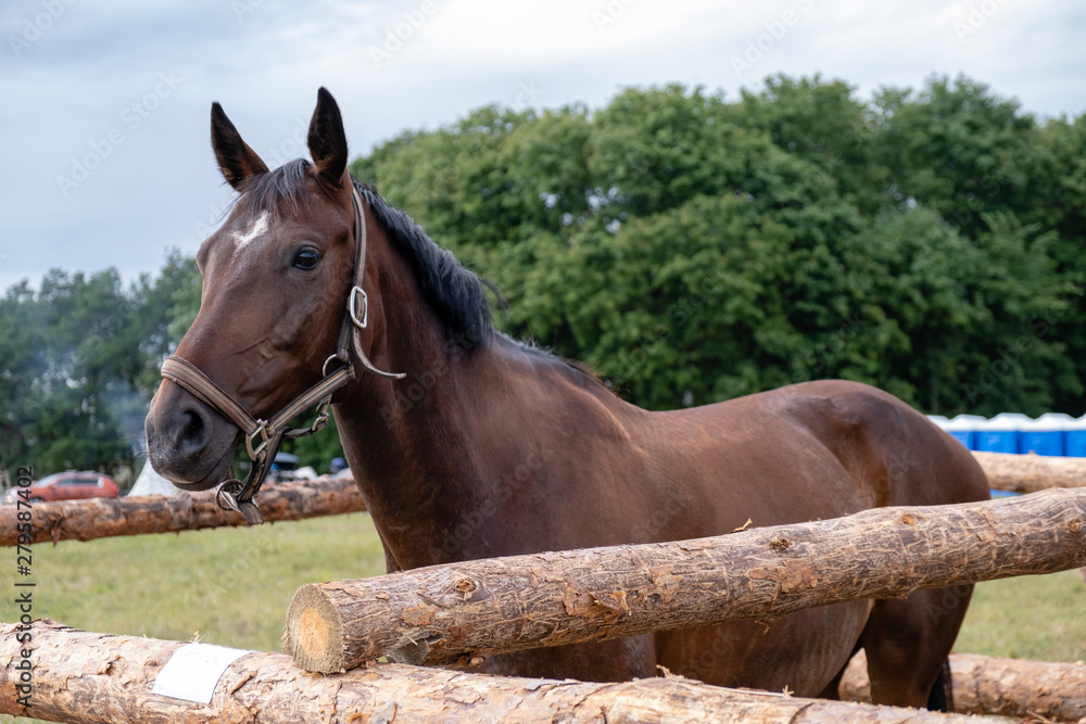 Fototapeta premium Photo of a horse in nature on a farm in the summer on a sunny day. Horse eats hay.