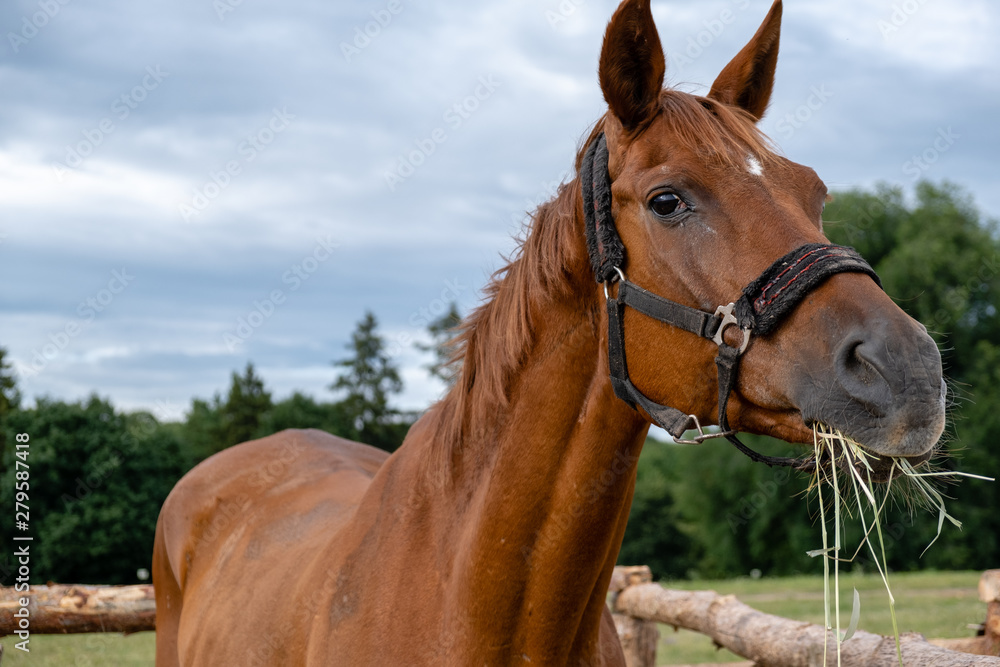 Obraz premium Photo of a horse in nature on a farm in the summer on a sunny day. Horse eats hay.