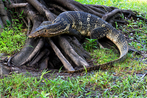 The water monitor or Varanus salvator is a large species of monitor lizard.
