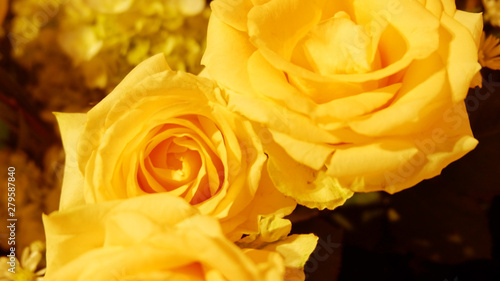 fresh yellow roses in the garden