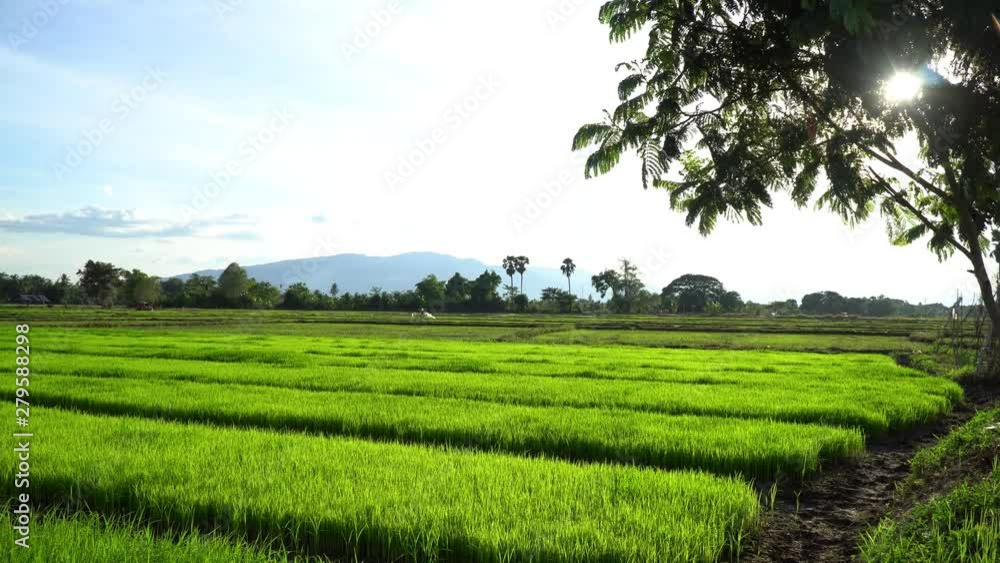 Start the rice planting season, rice seedlings in the rice fields ...