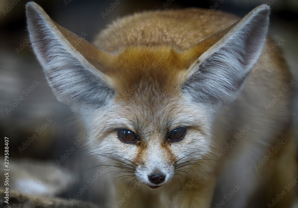 Fototapeta premium fox