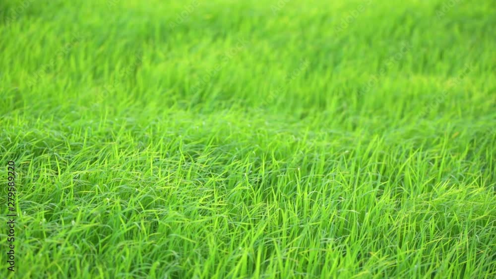 Green rice field with wind Green rice field with wind