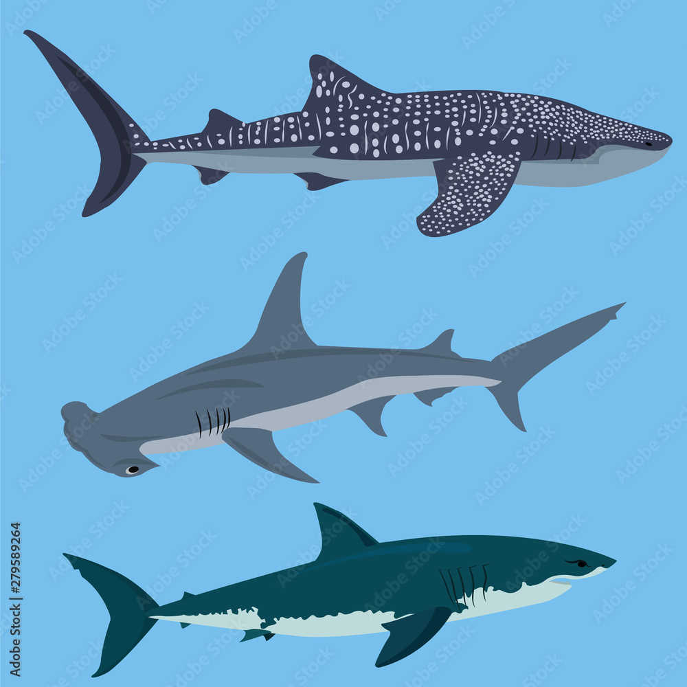 Obraz premium Collection of sharks vector illustration