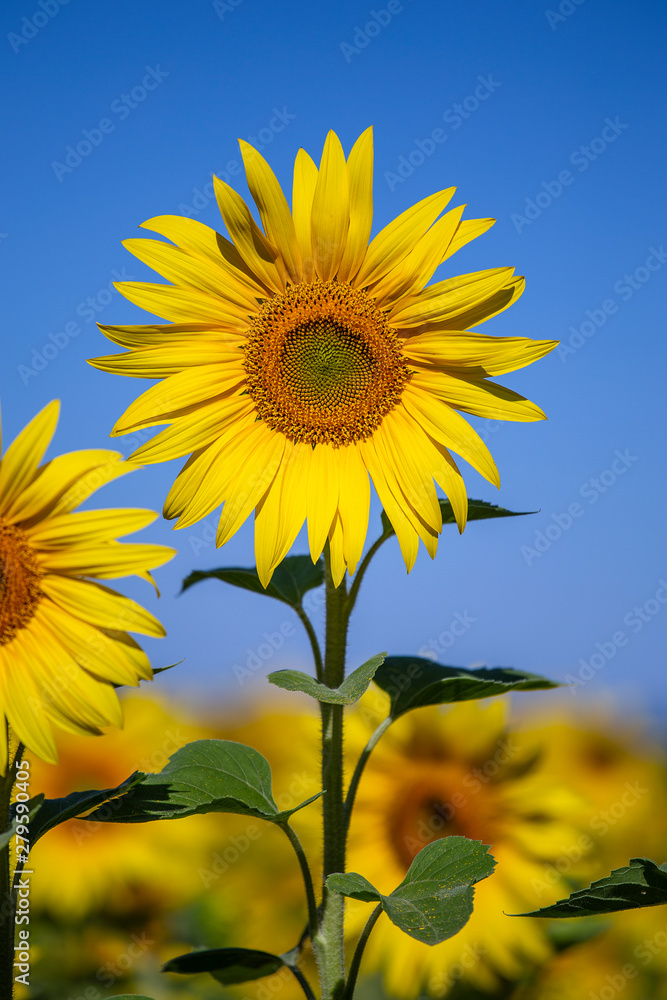Beautiful landscape with sunflower field over blue sky Beautiful landscape with sunflower field over blue sky