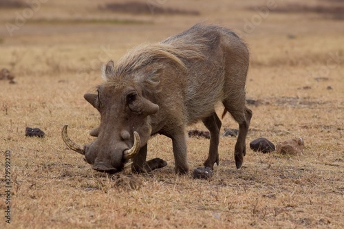 Warthog 1