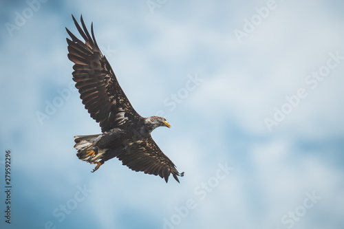 bald eagle in flight © Thomas