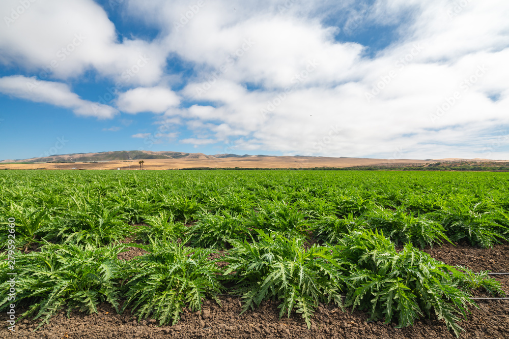 Artichoke Plant Agricultural Field Artichoke Plant Agricultural Field