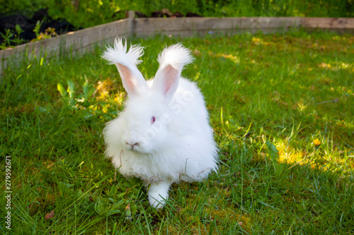 Obraz na płótnie German Angora Rabbit
