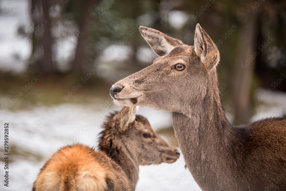 Deer calf and its mother in winter forest Deer calf and its mother in winter forest