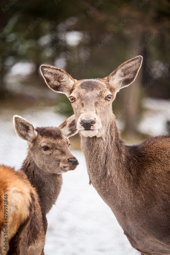 Deer calf and its mother in winter forest Deer calf and its mother in winter forest