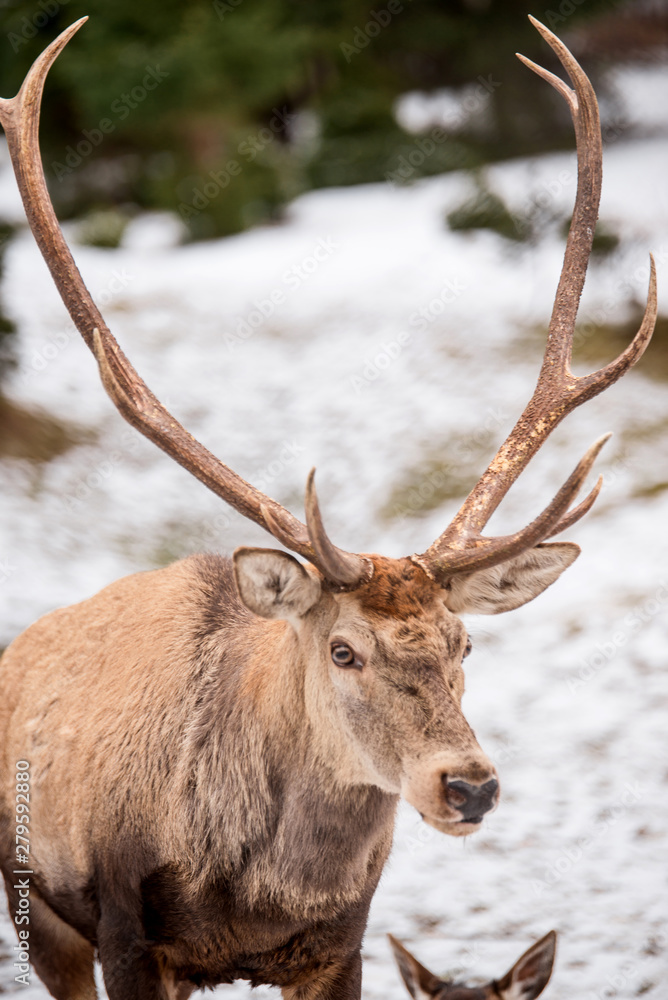 Fototapeta premium Deer in winter forest