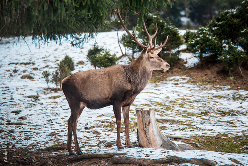 Deer in winter forest