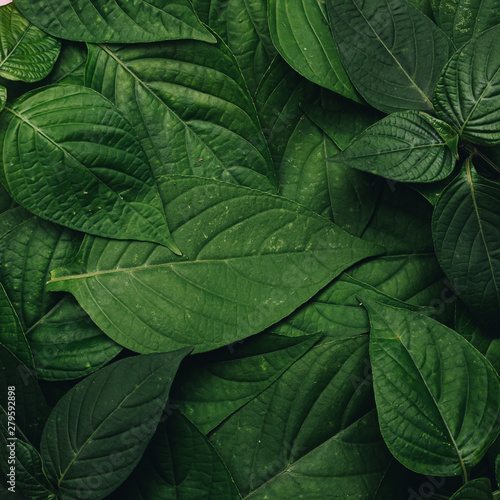 Green leaves pattern background, Natural background