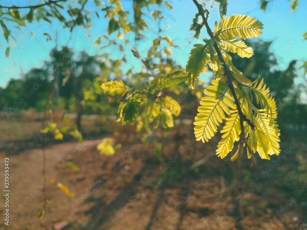 Obraz premium leaves of a tree