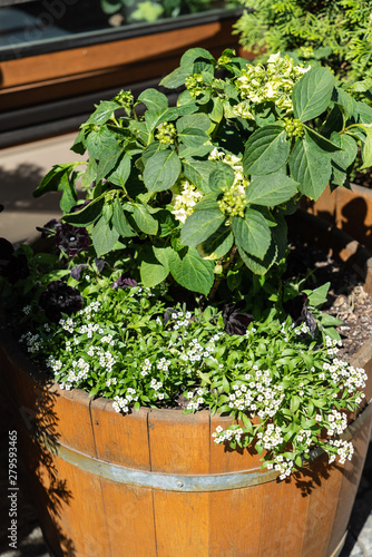 nice outdoor plants © Maksim Shebeko