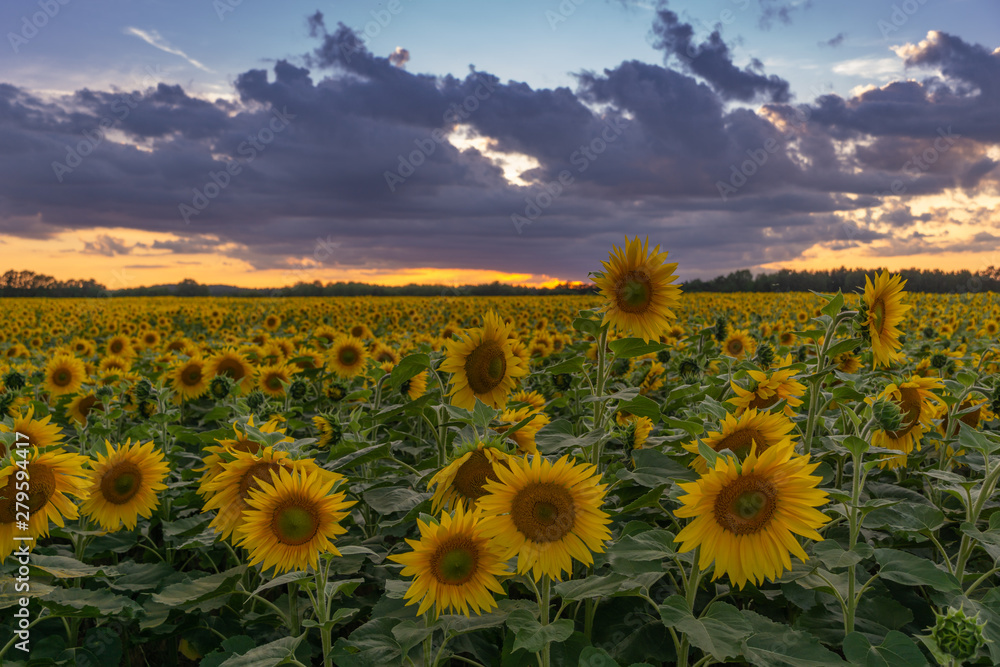 Fototapeta premium Sonnenblumen Feld Langzeitbelichtung // Sunflower field longtimeexposure