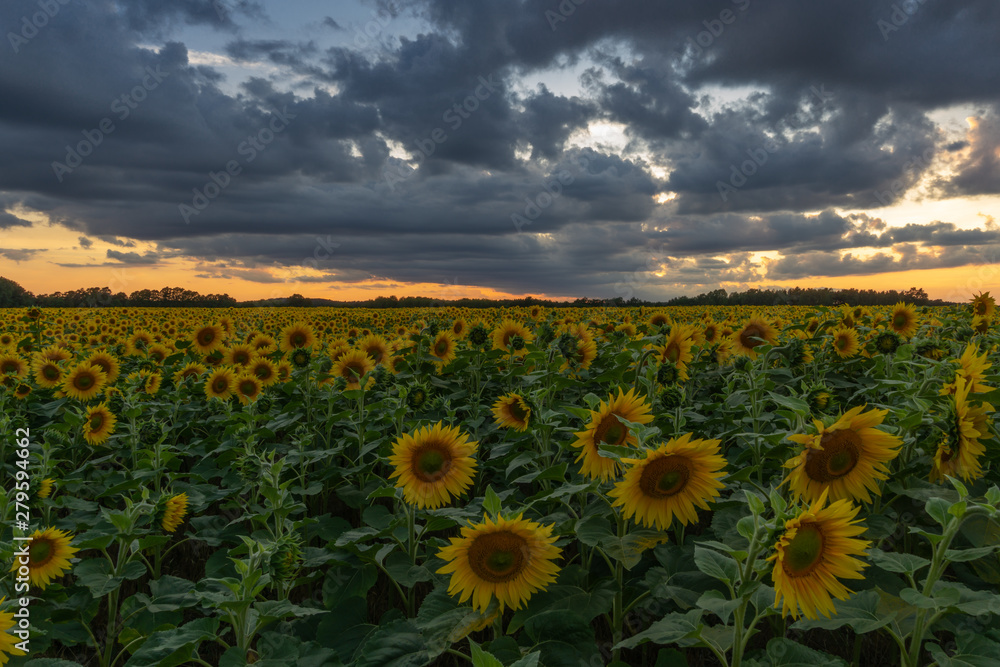 Fototapeta premium Sonnenblumen Feld Langzeitbelichtung // Sunflower field longtimeexposure