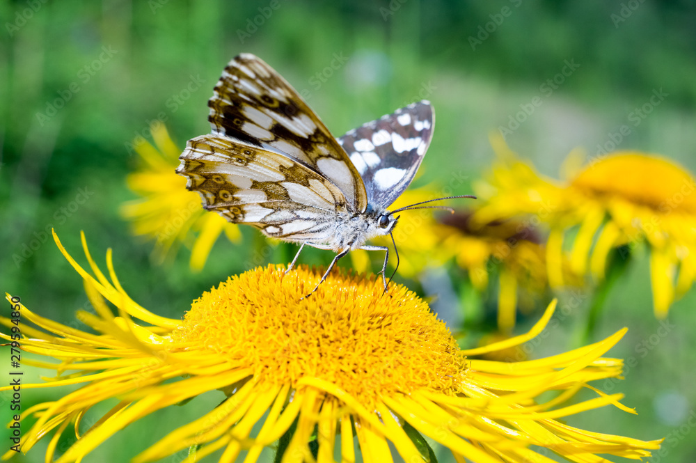 Fototapeta premium Blutterfly, Flower, Nature, Clolor, Close-up