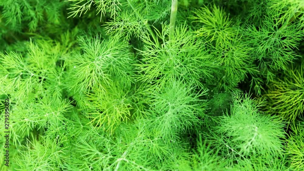 Dill plant growing in vegatable garden. Dill plant growing in vegatable garden.