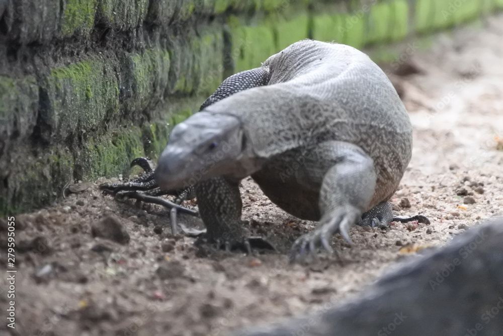 lizard lizard
