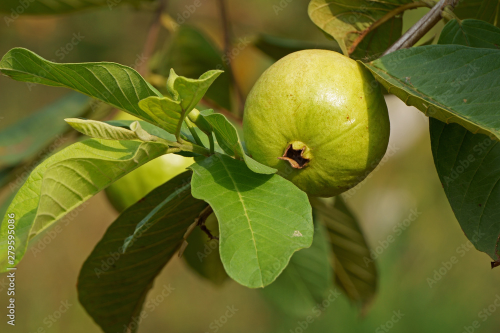 Ripe guava fruit hanging on tree in the morning Ripe guava fruit hanging on tree in the morning