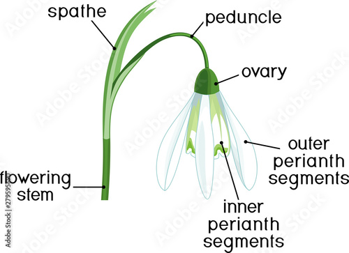 Parts of flower. Morphology of Galanthus nivalis or Common snowdrop flower with titles isolated on white background