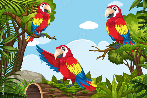 Parrots in jungle scene