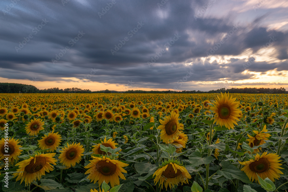 Fototapeta premium Sonnenblumen Feld Langzeitbelichtung // Sunflower field longtimeexposure