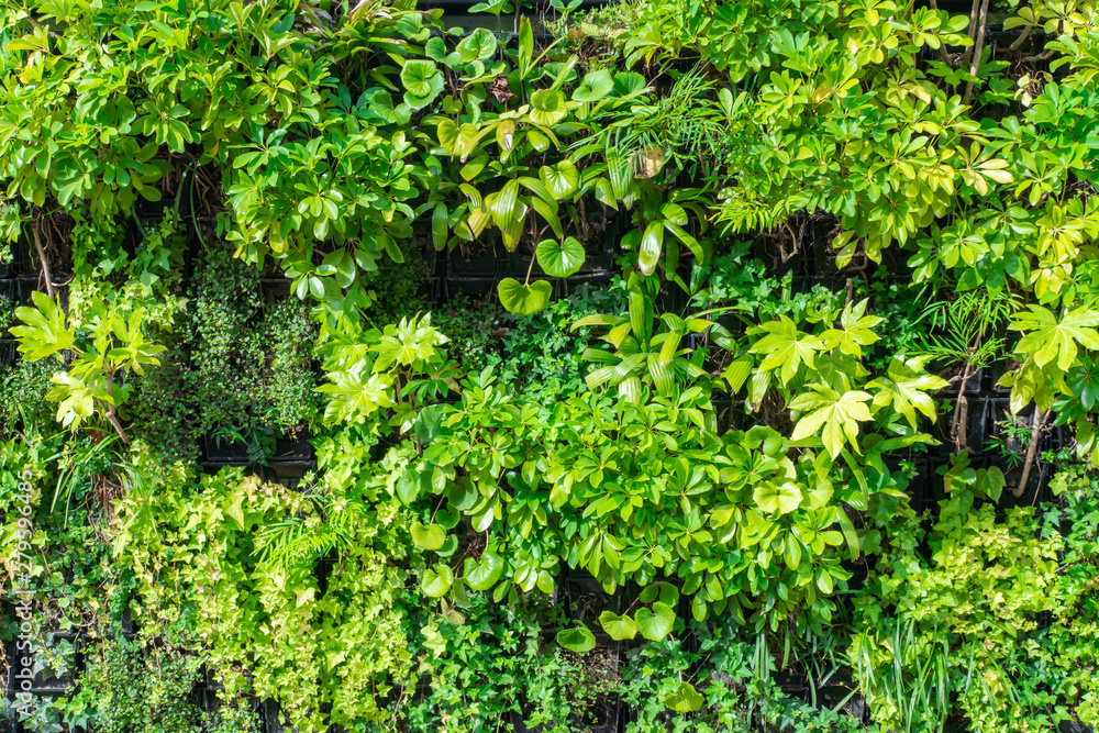 Fototapeta premium 壁面緑化
