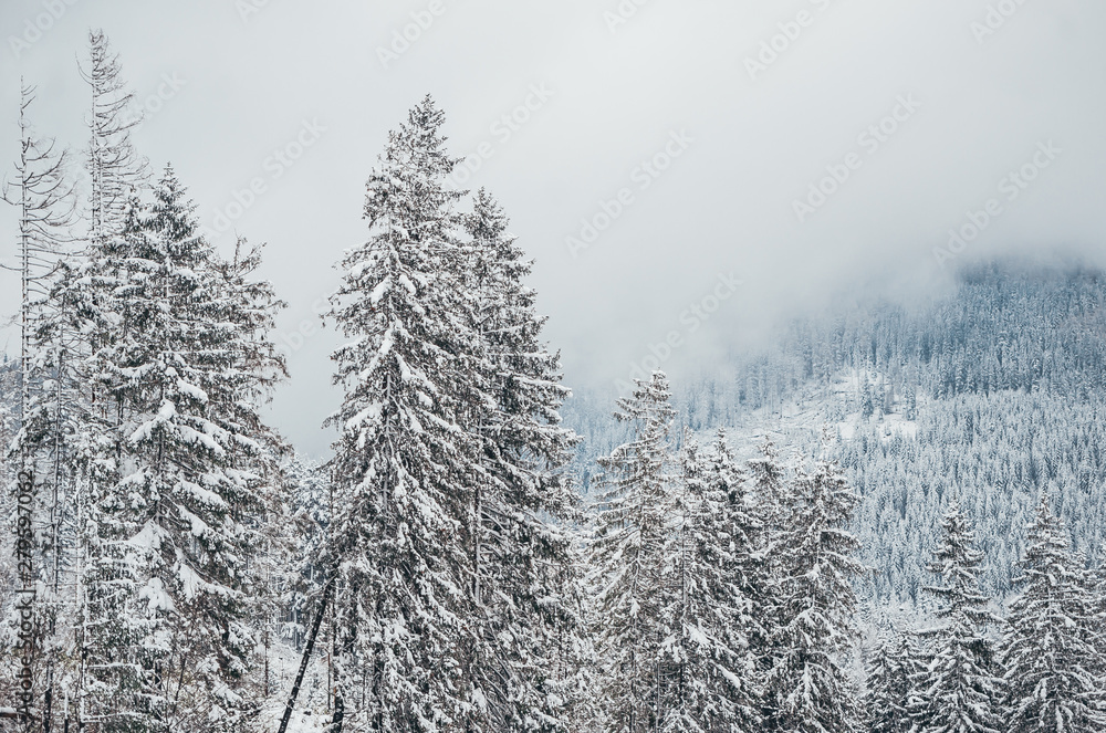 Photo of mountains with trees and forest in winter season. Tatra mountains. Photo of mountains with trees and forest in winter season. Tatra mountains.