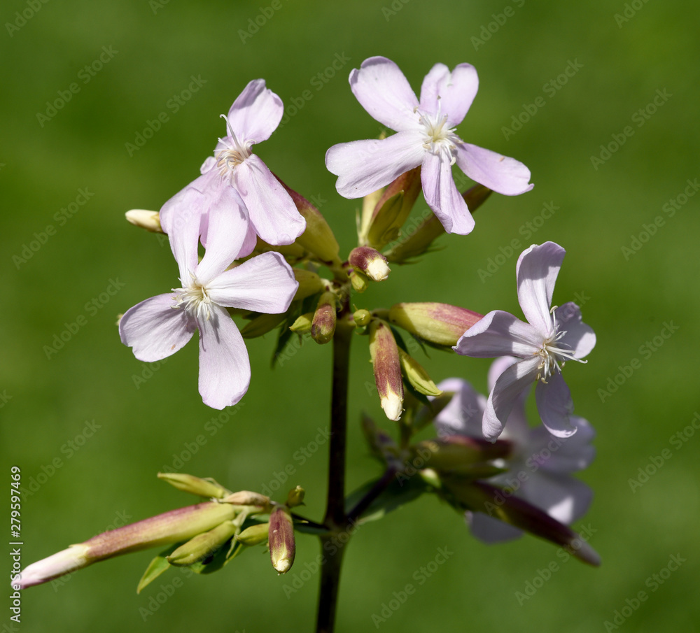 Obraz premium Seifenkraut, Saponaria, caespitosa