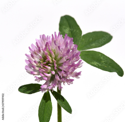 Rotklee, Trifolium, pratense