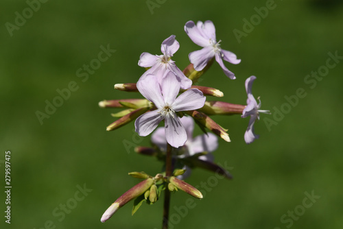 Seifenkraut, Saponaria, caespitosa photo