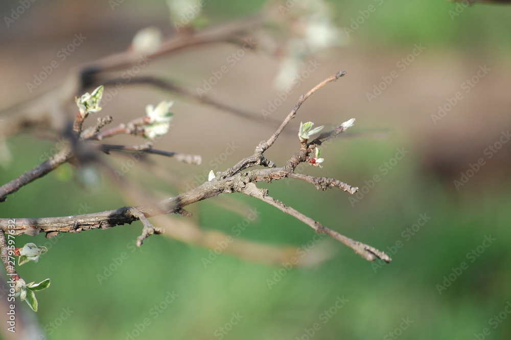 Apple tree Apple tree