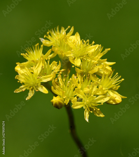 Tripmadam, Sedum, reflexum photo