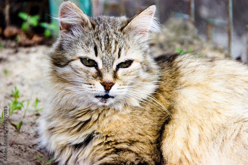 Greek cat on the street outdoor day