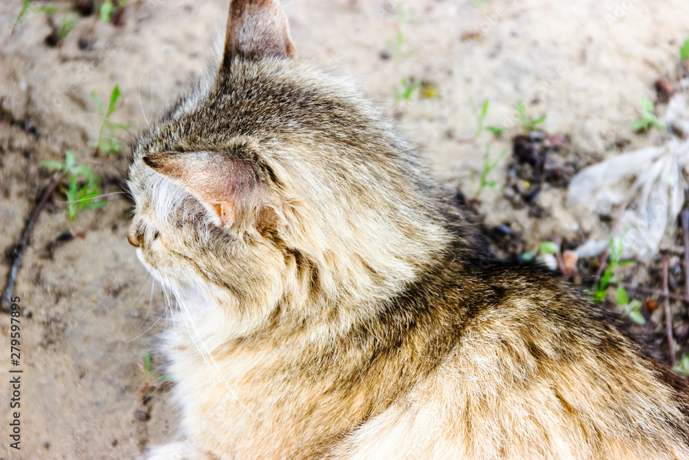Greek cat on the street outdoor day Greek cat on the street outdoor day